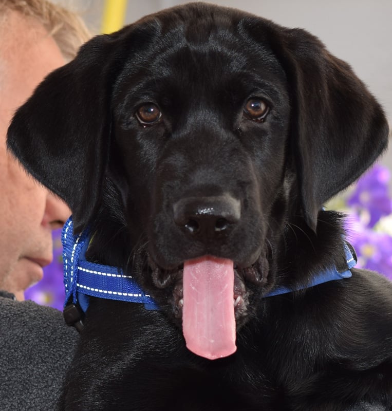 Karma Dog Training Colorado Springs Karma Dog Training Colorado Springs