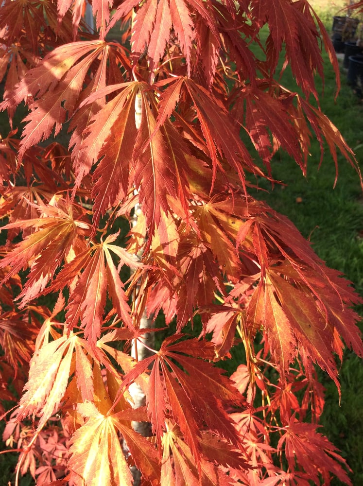 Tapestry Garden and Farm