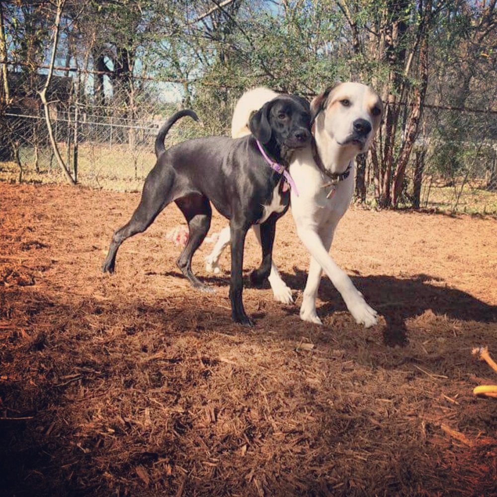 The Dawg House Playground & Salon Get Quote Pet Groomers 314 Hwy