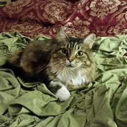 Photo of Lovett's Lovin Pet & Home Care - Naples, FL, United States. Lea is keeping her Mommy's bed warm while she's gone