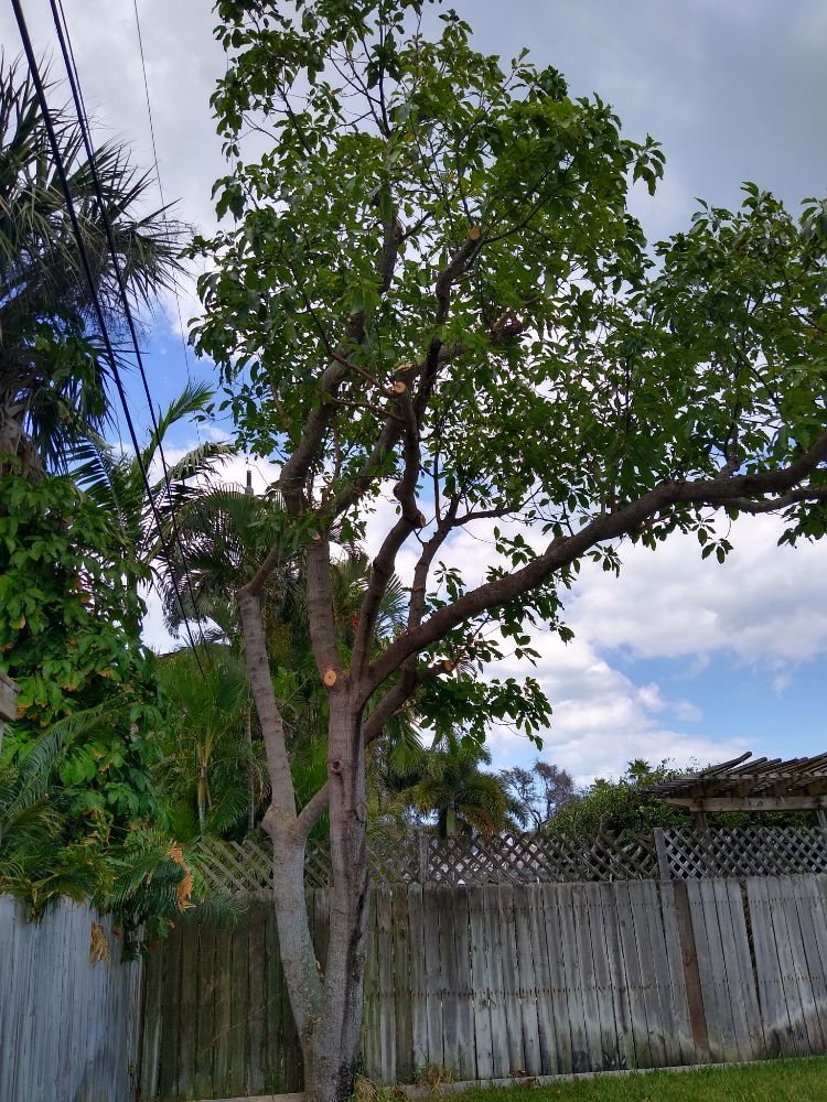 Dan's Tree Service