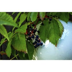Cold Stream Farm Nurseries Gardening 8585 N Stephens Rd Free Photo Of Cold Stream Farm Free Soil Mi United States