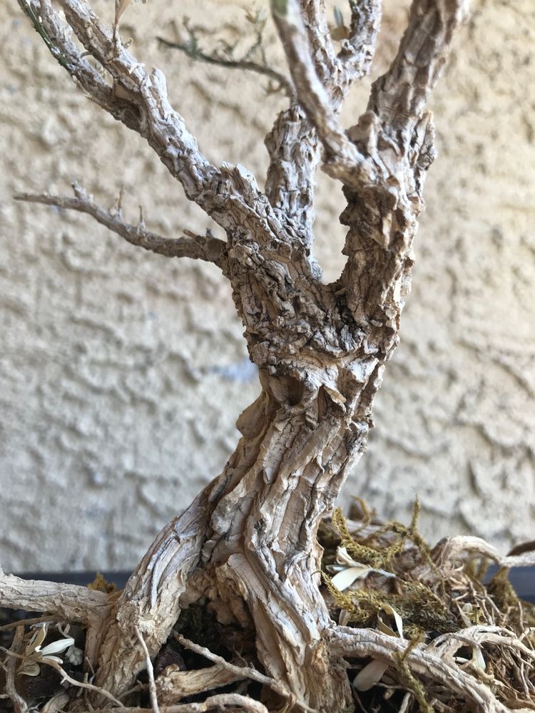 House of Bonsai