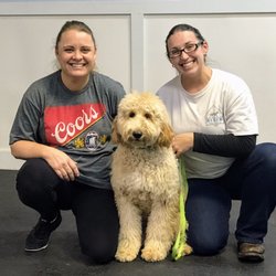 dog training fresno dog training fresno