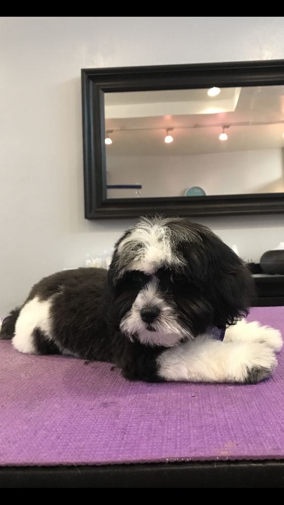 Happy Tails Holistic Pet Grooming 64 Photos & 54 Reviews Pet Groomers 67 Driggs Ave