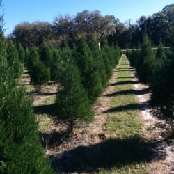 ergle christmas tree farm christmas trees 3325 treiman ergle christmas tree farm christmas trees 3325 treiman
