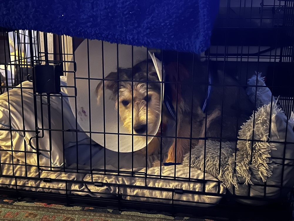 South Coast Pet Hospital