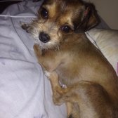 Puppy Salon 123 Photos 120 Reviews Pet Groomers 7309