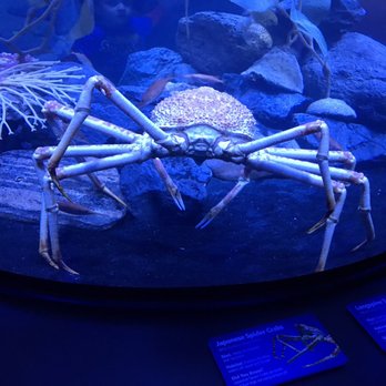 newport aquarium 459 photos