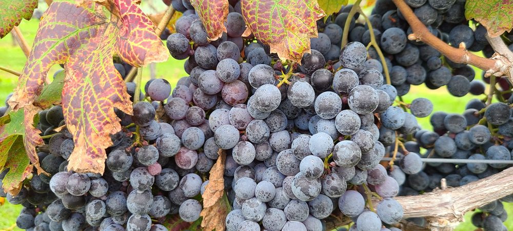 Thunder Ridge Vineyards