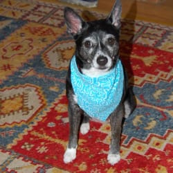 yuppie puppy oak park the yuppie puppy 15 photos 94 reviews pet groomers 807 n harlem ave oak park yuppie puppy oak park the yuppie puppy 15 photos 94 reviews pet groomers 807 n harlem ave oak park