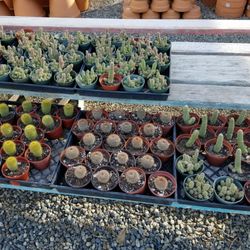Memo S Nursery 40 Photos 20 Reviews Nurseries Gardening Photo Of Memo S Nursery Chino Ca United States Cute Cacti And Succulents