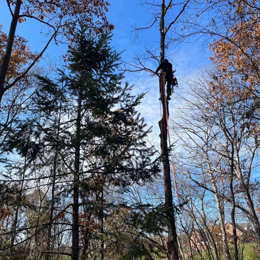 Antrim Tree Service