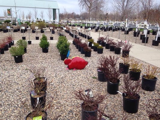 Greenwood Nursery Nurseries Gardening 611 S 4th St Tracy Mn Photo For Greenwood Nursery