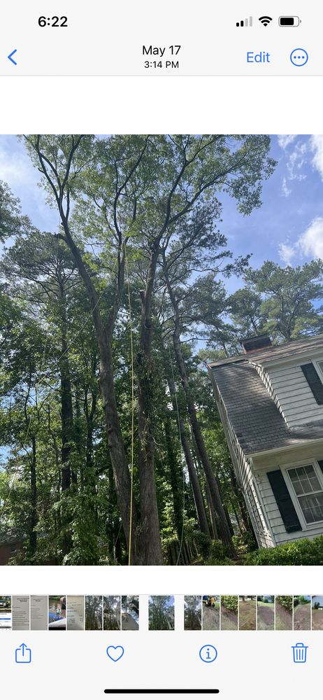 Wilson tree service pros