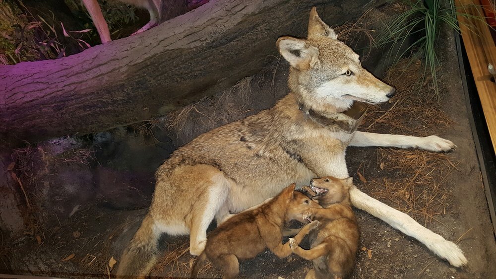 Coastal North Carolina National Wildlife Refuges Gateway Visitor