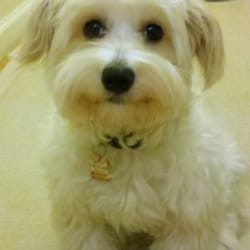 havanese rescue chicago halo havanese league organization animal rescue shelters pilsen chicago havanese rescue chicago halo havanese league organization animal rescue shelters pilsen chicago