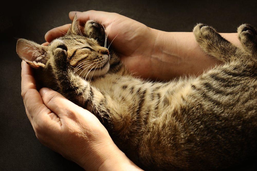 Gentle Home Vet