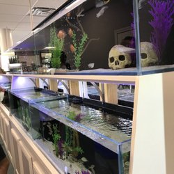 southern aquatics local fish