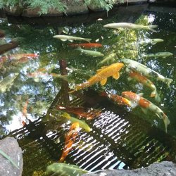 Lakes Nursery Nurseries Gardening 8435 Crater Hill Rd Photo Of Lakes Nursery Newcastle Ca United States Nice Koi Pond
