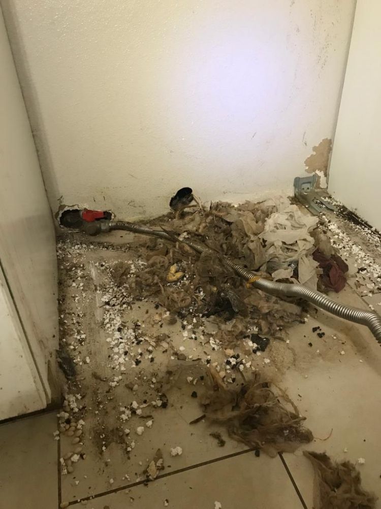 Rodent Solution