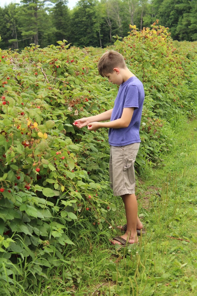 Goss Berry Farm 15 Photos Specialty Food 311 Elm St, Mechanic