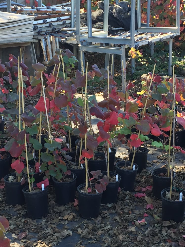 California Flora Nursery 10 Reviews Nurseries Gardening 2990 California Flora Nursery 10 Reviews Nurseries Gardening 2990 Somers St Fulton Ca Phone Number Yelp