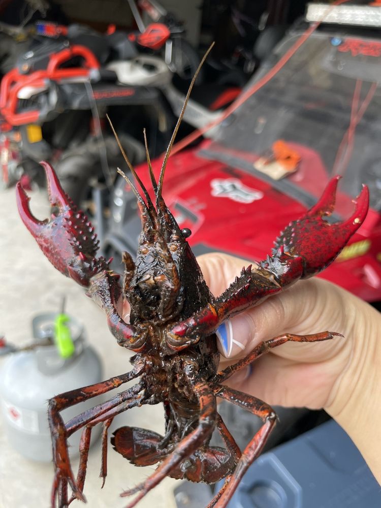 1-800 CRAWFISH