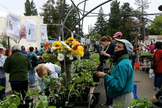 Flowers On At Annual Spring Garden Market Yelp 13 Photos For Ucce Master Gardeners Of Santa Clara County