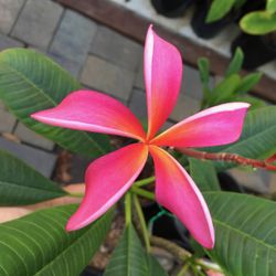 Plumeria Nursery San Go Thenurseries Plumeria Palace 35 Photos 33 Reviews Nurseries Gardening
