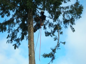 Brad's Stump & Tree Service
