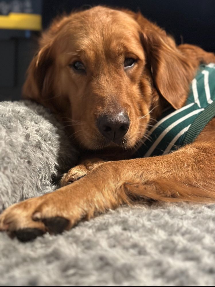 Lifeline Animal Urgent Care