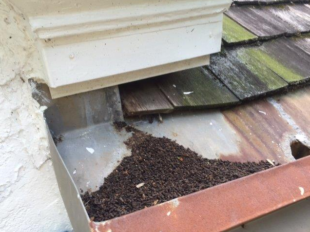Critter Control -Spring House