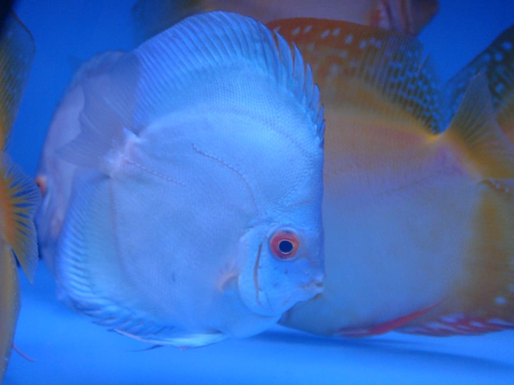 Monster Aquarium 41 Photos & 57 Reviews Aquarium Services 13108