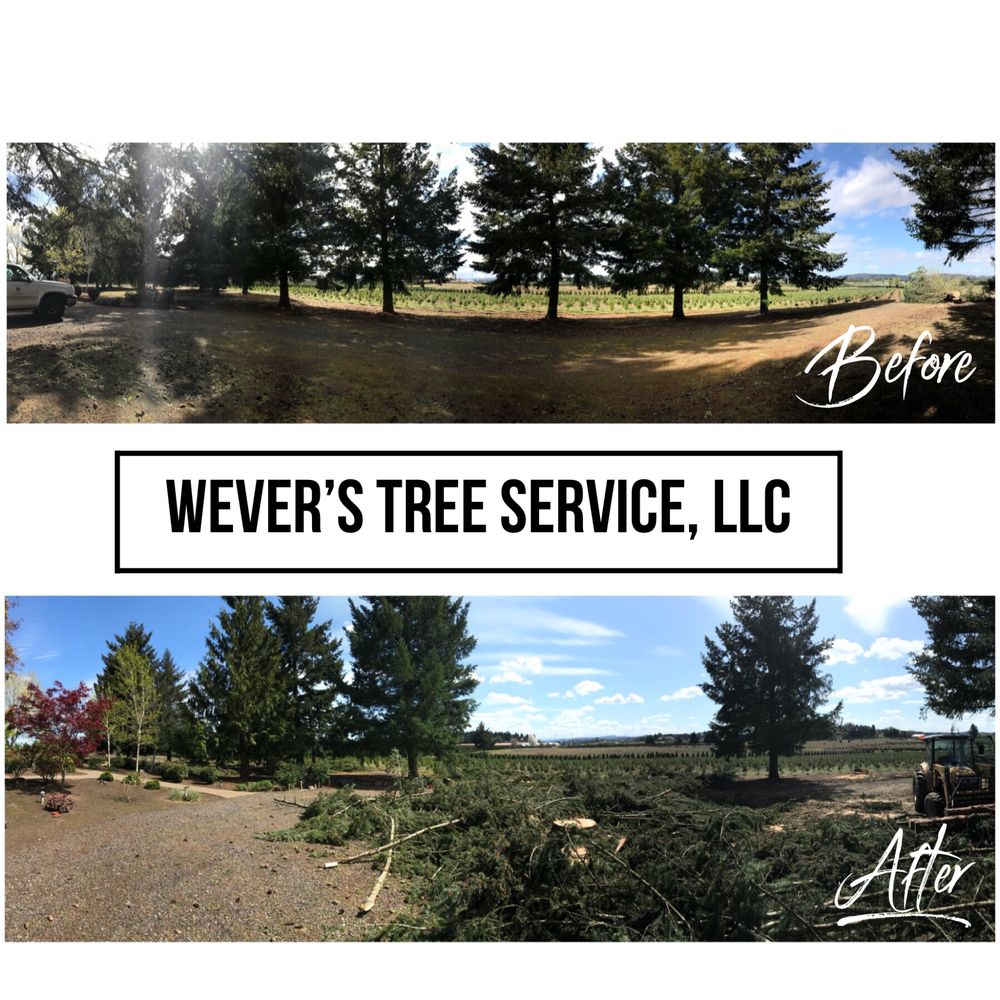 Fir Tree Chop Drop Oregon City Yelp Photo Of Wever S Tree Service Estacada Or United States Fir Chop