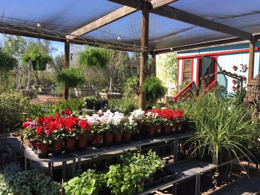 Whitfill Nursery 820 N Cooper Rd Gilbert Az Garden Centers Whitfill Nursery 820 N Cooper Rd Gilbert Az Garden Centers