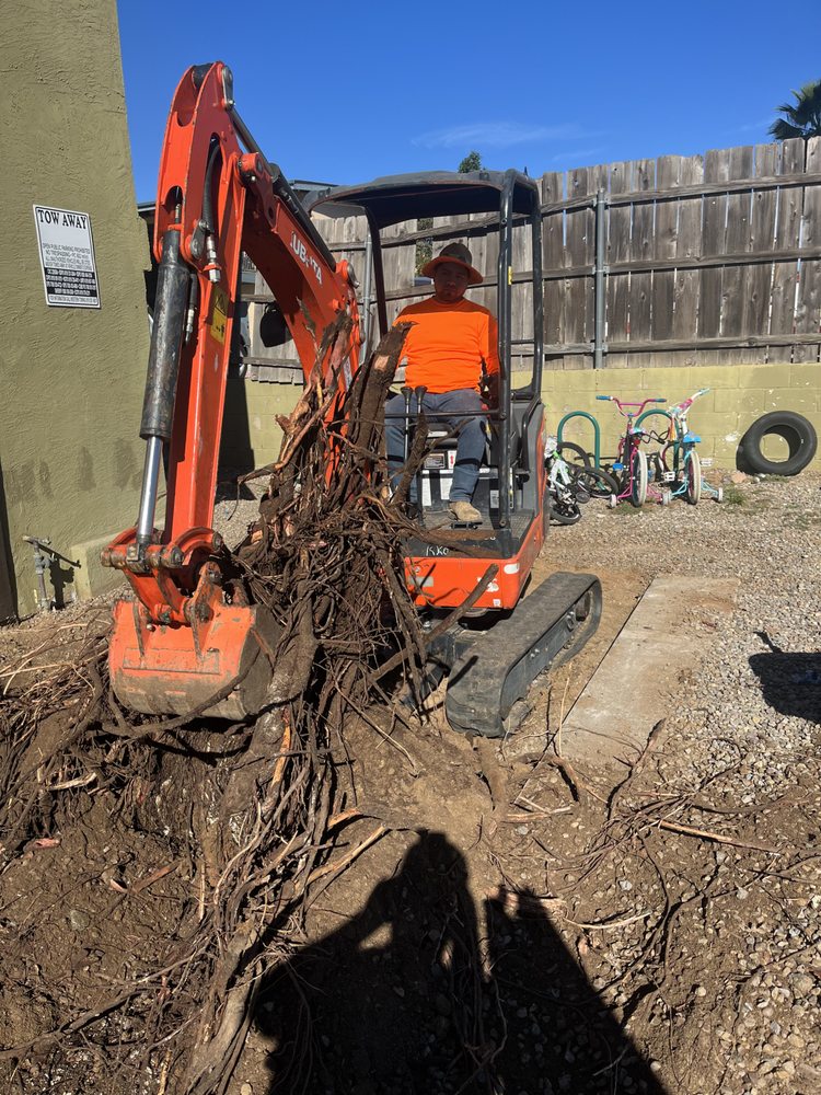 Ace Professional Tree Care