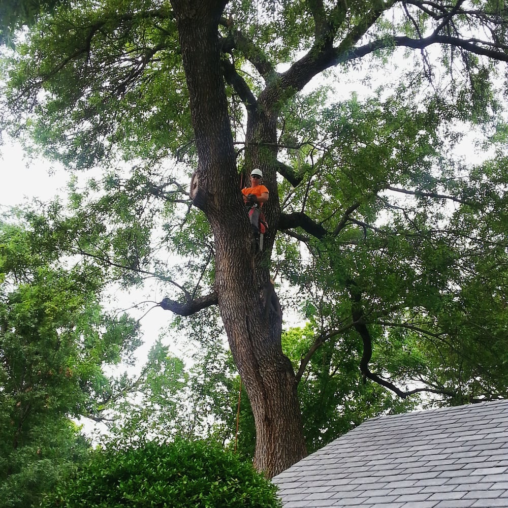 Adam’s Tree Service Tree Services Cleburne, TX Phone Number Yelp