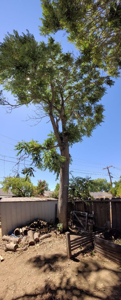 Marchands Tree Service