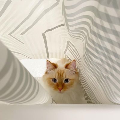 Fingermoney Siberian kittens