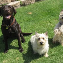 Bark Busters Home Dog Training Orange County Bark Busters Home Dog Training Orange County