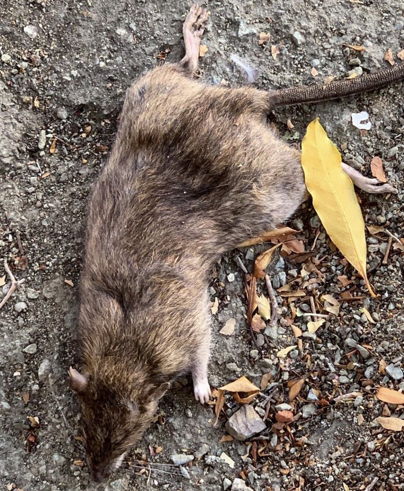 Dead Animal Removal