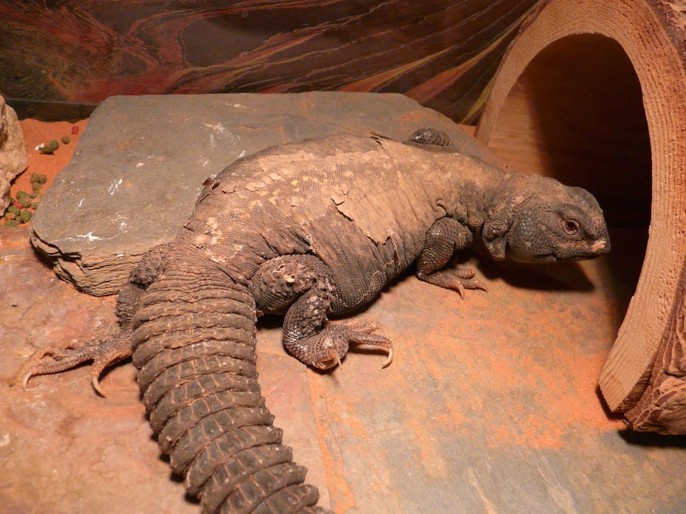 Stahl Exotic Animal Veterinary Services