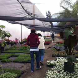 Ramirez Nursery Nurseries Gardening 570 W 135th St Harbor Photo Of Ramirez Nursery Gardena Ca United States