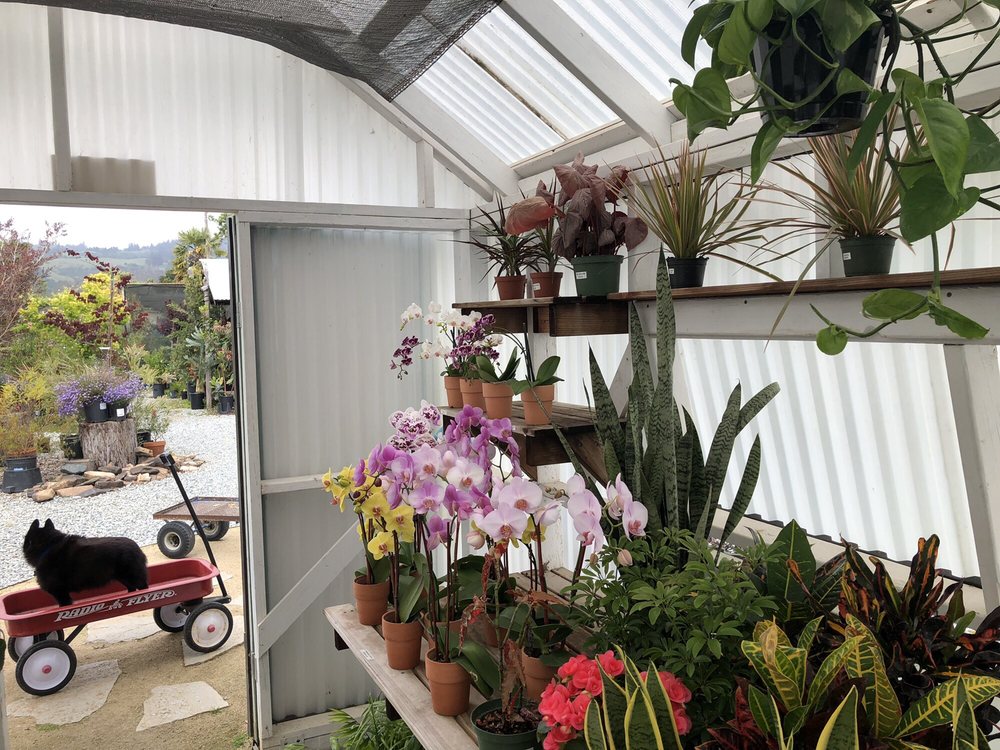 Toshi Flowers Watsonville Fl Best Flower Site