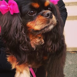 dog grooming st joseph mo dog grooming st joseph mo