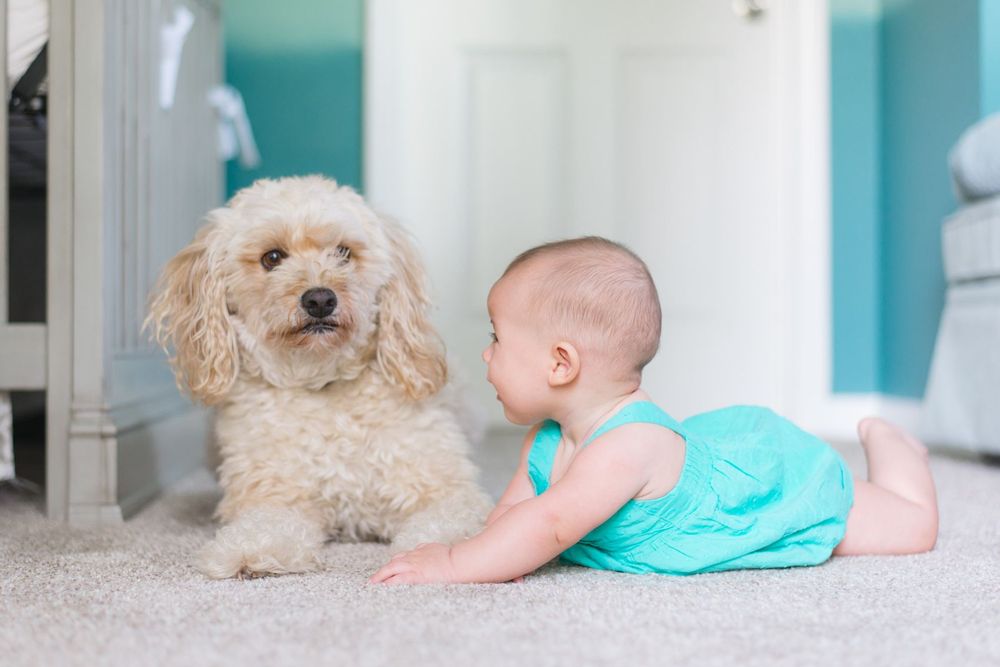 Power-Steam Carpet & Upholstery Cleaning