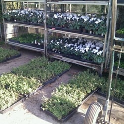 F K Nursery Nurseries Gardening 2027 Colby Ave Sawtelle Los Photo Of F K Nursery Los Angeles Ca United States Cyclamen