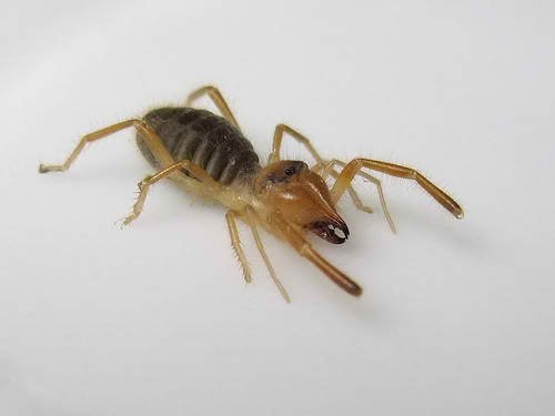 Apex Pest Control
