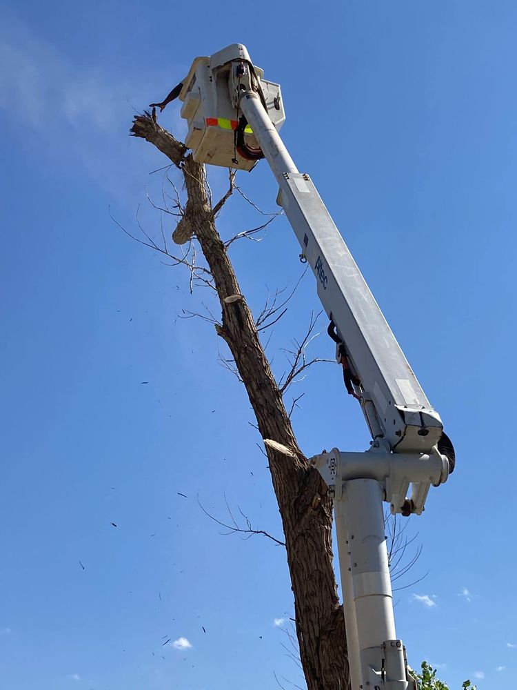Texas Green Tree Services